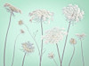 Cow parsley flowers by Assaf Frank (24 x 18)