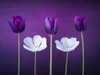 Tulip flowers in a row by Assaf Frank (24 x 18)