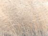 Brown reeds growing in water by Assaf Frank (24 x 18)