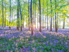 Bluebells by Assaf Frank (24 x 18)