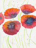 Poppies July 2 by Beverly Dyer (18 x 24)