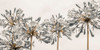 African Lily II by Assaf Frank (24 x 12)