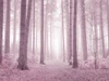 Misty trees in pink by Assaf Frank (24 x 18)
