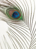 Peacock feather by Assaf Frank (18 x 24)