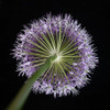 Purple allium flower-close-up by Assaf Frank (12 x 12)