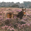 Wild Horse-New Forest by Assaf Frank (12 x 12)