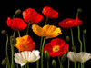 Multicoloured Poppies and buds by Assaf Frank (24 x 18)
