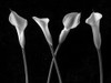 Calla lilies in a row by Assaf Frank (24 x 18)