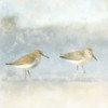 Sandpiper Beach by Kimberly Allen (24 x 24)