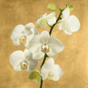 Orchids on a Golden Background II by Andrea Antinori (12 x 12)