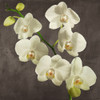 Orchids on Grey Background I by Andrea Antinori (12 x 12)