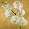 Orchids on a Golden Background I by Andrea Antinori (12 x 12)