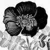 Black and White Bloom 2 by Kimberly Allen (24 x 24)