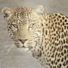 God Is Our Refuge Leopard v2 by Kimberly Allen (24 x 24)