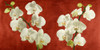 Orchids on Red Background by Andrea Antinori (24 x 12)