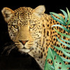 Wild 2 by Kimberly Allen (24 x 24)