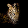 Faith Leopard 1 by Kimberly Allen (24 x 24)