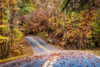 Woodland Road II by Andy Amos (24 x 15)