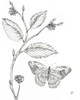 Outdoor Beauties Butterfly I by Daphne Brissonnet (18 x 24)