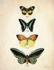 Butterflies 2 by Susan Ball (18 x 24)