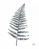 Fern I by Melissa Averinos (18 x 24)