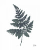 Fern II by Melissa Averinos (18 x 24)