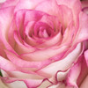 Strength Rose 3 by Kimberly Allen (24 x 24)