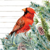 Winter Birds 2 by Kimberly Allen (24 x 24)