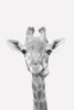 Quirky Giraffes 2 by Kimberly Allen (18 x 24)