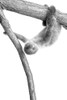 Baby Sloth 1 by Kimberly Allen (18 x 24)