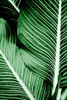 Tropical 1 by Kimberly Allen (18 x 24)