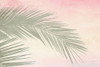Palm by Kimberly Allen (24 x 18)