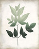 Vintage Botanical Greens 2 by Kimberly Allen (18 x 24)