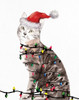 Kitten Lights 2 by Kimberly Allen (18 x 24)