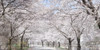 Cherry Blossom Lane by Kimberly Allen (24 x 12)
