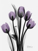 Five Tulips in Purple Poster Print by Albert Koetsier (9 x 12)