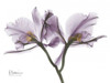 Beautiful Orchid in Purple 2 Poster Print by Albert Koetsier (9 x 12)