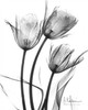 Tulip Arrangement in BandW Poster Print by Albert Koetsier (10 x 12)