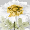 Rose in Gold 1 Poster Print by Albert Koetsier (12 x 12)