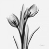 Tulips Poster Print by Albert Koetsier (12 x 12)