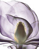 Purple Magnolia A43 Poster Print by Albert Koetsier (8 x 10)