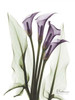 Calla Lily Quad in Color Poster Print by Albert Koetsier (9 x 12)