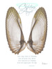 Christmas Morning Wings Poster Print by Albert Koetsier (12 x 9)