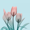 Awakening Tulips 2 Poster Print by Albert Koetsier (12 x 12)