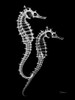 Seahorse Twins on Black Poster Print by Albert Koetsier (12 x 9)