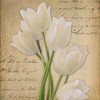 WHITE TULIP  ON GOLD A Poster Print by Taylor Greene (12 x 12)