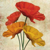 POPPY I Poster Print by Taylor Greene (12 x 12)