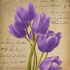 PURPLE TULIP I ON GOLD Poster Print by Taylor Greene (12 x 12)