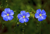 Close up of flax blossoms (Linum usitatissimum); Calgary, Alberta, Canada Poster Print by Michael Interisano (18 x 12)