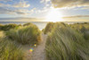 Path through the dune grass on the beach with the sun shining over the North Sea at dawn in Bamburgh in Northumberland, England, United Kingdom Poster Print by Raimund Linke (19 x 12)